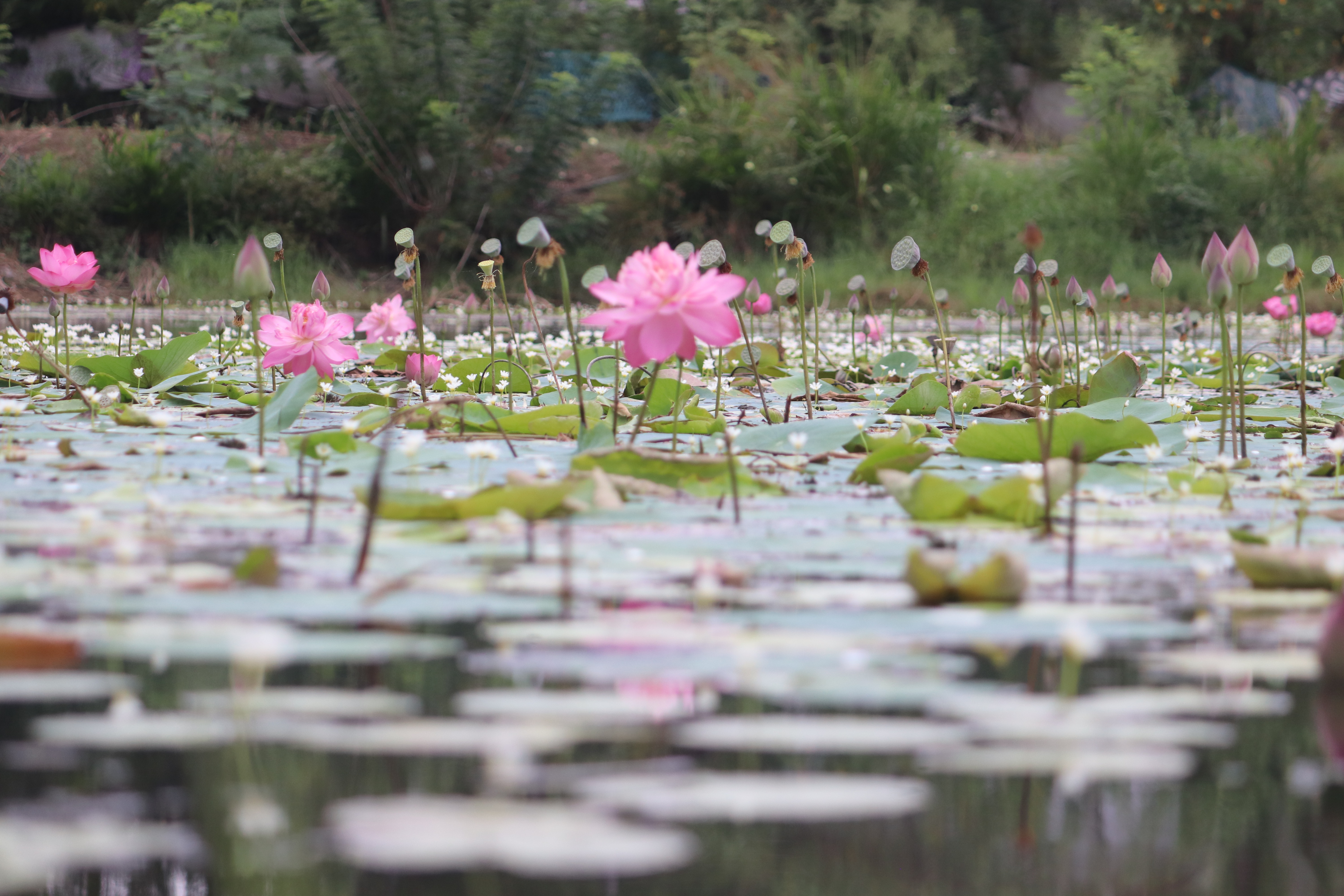 Lotus and nature view