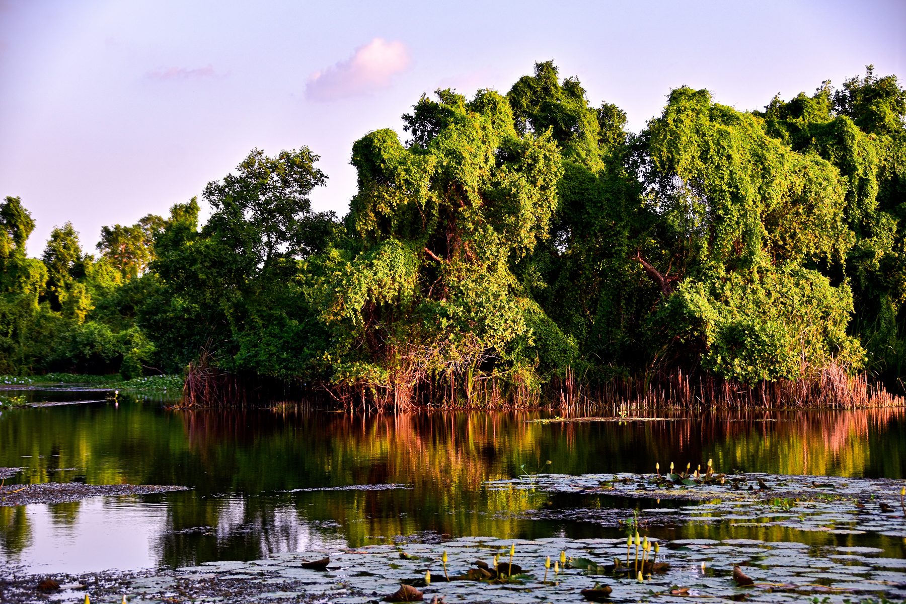 Kalametiya Bird Sanctuary wetland reflections