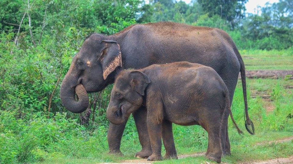 Udawalawe National Park elephant safari scene