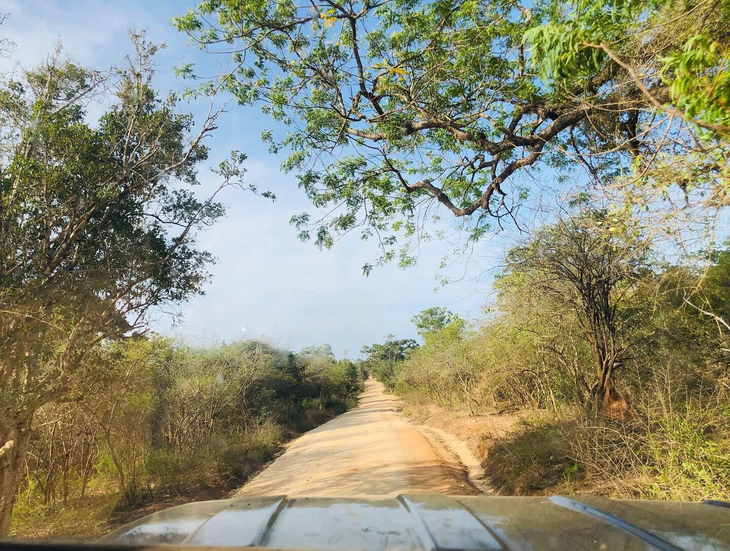 Jeep safari road inside Yala National Park